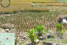 Program CSR 53 Ha Belum Maksimal,   Pendampingan Petani Terus Diperkuat