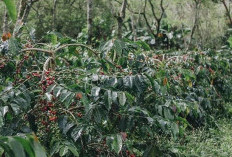 Harga Kopi Naik, Karet Turun   dan Sawit Tidak Berbuah