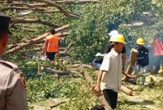 Jalan Lintas Sumatera Lumpuh, Pohon Tumbang Timpa 5 Motor di Air Manna