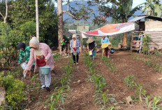  Lewat Bumdes, Desa Taba Saling Tanam Jagung