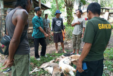 3 Kambing Diduga   Diterkam Harimau, di Sini Lokasinya