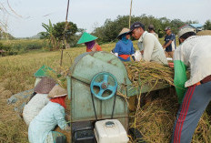 Seribu Petani Penerima Pupuk   Subsidi Terancam Dihapus, Ini Penyebabnya 