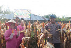 Sat Brimob Bengkulu Panen Jagung, Ditanam di Lahan Seluas 0,1 Hektar Dukung Program Ketahanan Pangan