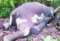 Gajah Sumatera Ditemukan Mati, Ini yang Hilang dari Tubuhnya