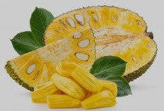 Mendukung Fungsi Otak Hingga Hilangkan Penuaan Dini, Ini Manfaat Nangka Yang Jarang Diketahui 
