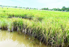 Padi di Bengkulu Terancam Gagal Panen, Disebabkan Hujan Terus Mengguyur