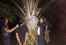 Maling Sawit, 3 Warga Dibekuk, Polisi Amankan 28 Tandan Buah