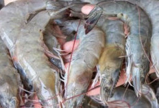 Konsumsi Udang, Hindari Bersamaan dengan 4 Makanan Ini, Berikut Dampaknya