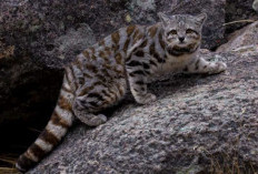 Kucing Gunung Andes Terancam Punah, Populasi di Alam Liar Kurang dari 1.500 Ekor, Begini Ciri-cirinya