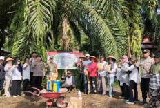Bumdes Desa Talang Sebaris, Budidaya Penggemukan Sapi dan Pengembangbiakan Kambing