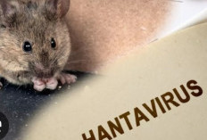Waspada! Hantavirus Terdeteksi di Indonesia, 23 Kasus Positif dan 3 Orang Meninggal Dunia