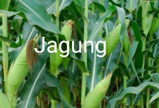 Membuat Pupuk Organik dari Bonggol Jagung, Begini Caranya