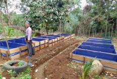 Dukung Program Ketahanan Pangan, Pemdes Padang Siring Budidaya Belut