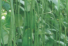 Konsumsi Kacang Panjang, Ini Khasiatnya Bagi Kesehatan