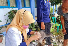 Waspada! Ada 61 Kasus Rabies di Kota Bengkulu 