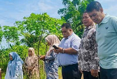 BS Targetkan Jadi Lumbung Padi Terbaik Nasional, Begini Pernyataan Bupati Rifai Tajuddin
