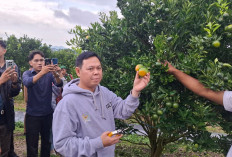 Kunjungi Petani di Rejang Lebong, Ketua DPD RI Dukung Jeruk Diserap Dapur MBG