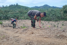Satgas TMMD Ke-124 Kodim 0408/BS Bantu Warga Bersihkan Kebun Jagung