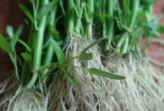 Selama Ini Dibuang! Ternyata Akar Kangkung Bisa Jadi Minuman Sehat, Ini Faktanya