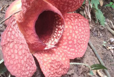 Bunga Rafflesia Kemumuthensis Mekar Sempurna di Kemumu, Ayo Buruan ke Sini