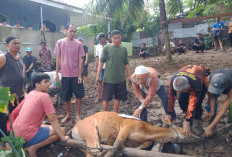 Idul Adha 1446 H, Mushola As Salam Kurban 5 Ekor