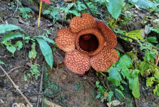 Rafflesia Kemumu Mekar Lagi, Bunga ke-14 Tahun 2026 Jadi Magnet Wisata 