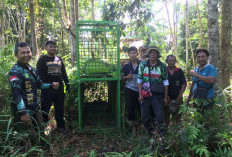 BKSDA Seluma Pasang   Perangkap Beruang  di Perkebunan Desa Lubuk Terentang