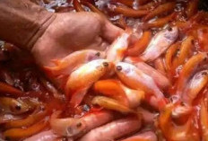 Dongkrak Produksi Ikan, Pemerintah Provinsi Bengkulu Bagi-Bagi Bibit Ikan Cuma-Cuma 