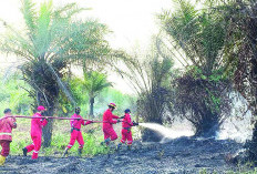 118 Kebakaran Terjadi di Bengkulu Selama Kemarau, Ini Dia Lokasinya 