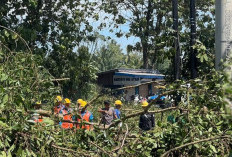 Tanam Tumbuh Ancam Keandalan Listrik, PLN Minta Dukungan Warga 