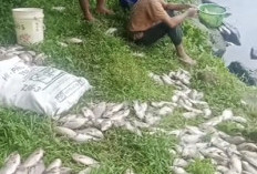 Diduga Tercemar Limbah,  Ikan Kolam di BU Mati Massal, DLH Turun Tangan 