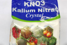 Banyak Manfaat Pupuk KNO3 Crystal Bagi Tanaman, Ini Daftarnya