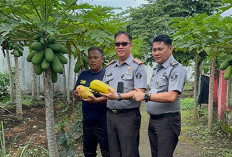 Lapas Curup Dukung Program Ketahanan Pangan, Begini Caranya