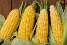 Susah Tidur? Jagung Manis Bisa Jadi Pilihan, Ini Alasannya