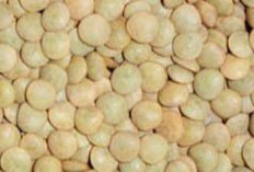 Mulai Banyak Dicari, Kacang Lentil Disebut Superfood Andalan untuk Kesehatan Tubuh