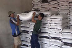  Harga Turun, Pasokan Kedelai   Impor di BU Dipastikan Aman, Segini Harganya Saat Ini