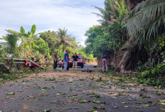 Pohon Tumbang di Pasar Bawah Berhasil Dievakuasi,  Kendaraan Bisa Melintas, Ini Imbauan Kepada BPBD BS
