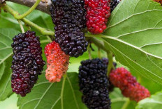 Buah Mulberry, Si Kecil Kaya Nutrisi yang Bawa Banyak Manfaat untuk Kesehatan