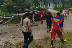 Kota Bengkulu Dilanda Angin Kencang, Mobik Avanza Ringsek Ditimpa Pohon 