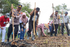 Dukung Program Ketahanan Pangan, Wali Kota Bengkulu dan Warga Tanam Jagung di Lahan TPU