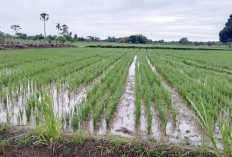 Ratusan Hektar Sawah Jadi Sumber   Ekonomi Warga Desa Sumber Makmur 