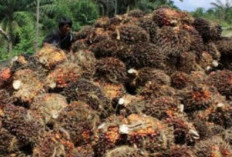 Pupuk Organik dari Bungkil, Begini Cara Membuatnya