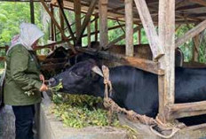  Terserang Penyakit, Pemilik Ternak   di Mukomuko Diminta Melapor 