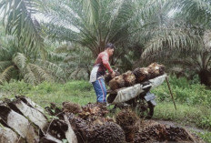  DBH Sawit untuk Mukomuko Makin Sedikit