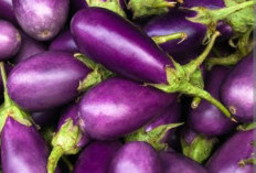 Terong Ungu Rebus Bisa Cegah Stroke? Kenali Manfaat dan Cara Mengolahnya 