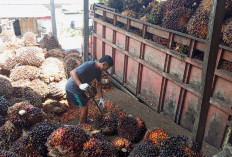 Harga TBS di Bengkulu Selatan Rp 2.750/Kg, Toke Sawit Akui Banyak Buah Mengkal Jadi Kendala