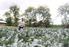 Kementan Tetapkan Rejang Lebong Sentra Hortikultura, Ini Keunggulannya