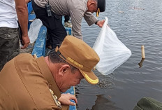Tebar 33 Ribu Benih Ikan Nilem, 5 Tebat Jadi Lokasi Percobaan   Pengembangan Ekowisata