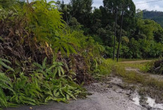 Longsor Tutup Jalan Penghubung Kabupaten, Akses Lalu Lintas Terganggu