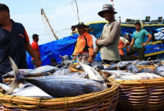 Tangkapan Ikan Meningkat, Nelayan Diminta Gunakan Alat Ini